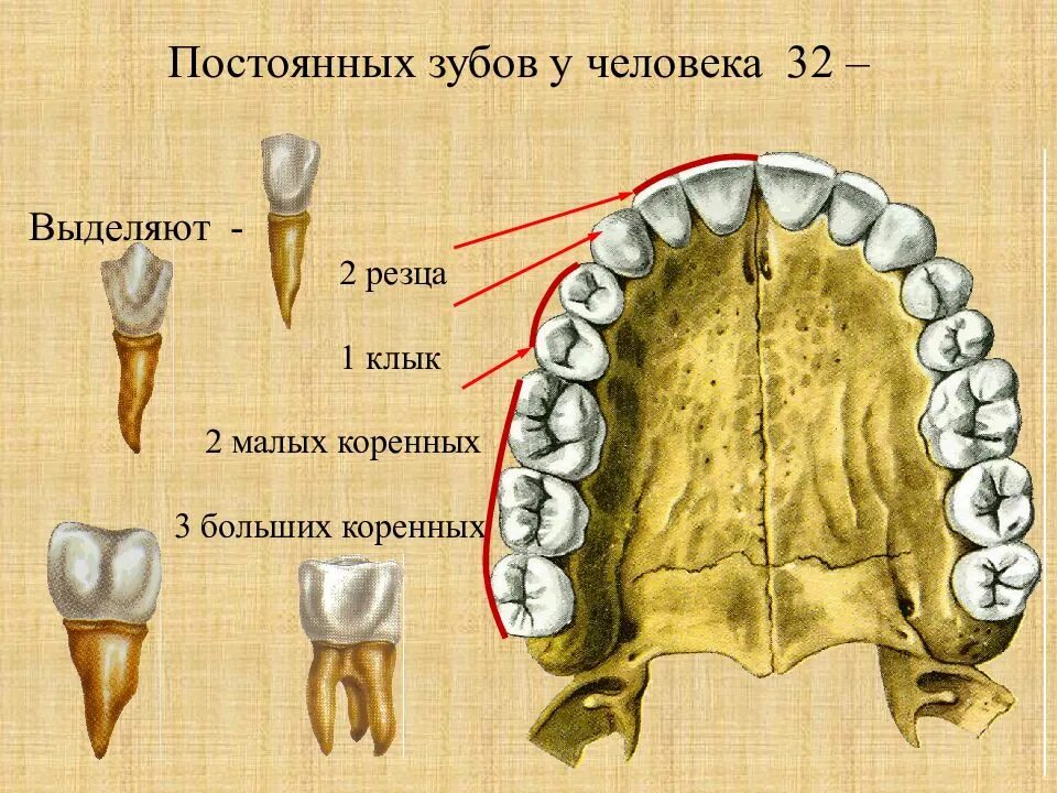 Резцы клыки премоляры моляры. Строение зубов резцы клыки. Зубы анатомия резцы клыки. Функции резцов Клыков и коренных зубов.