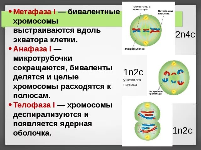 Формирование веретена деления происходит в какую