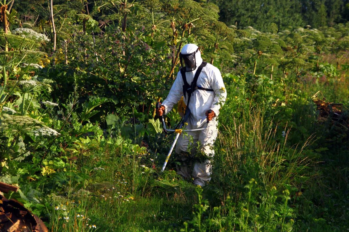 Обработка от борщевика сосновского. Борщевик сосновского обработка гербицидами. Борщевик сосновского. Борщевик опасен. Борщевик сосновского обработка.