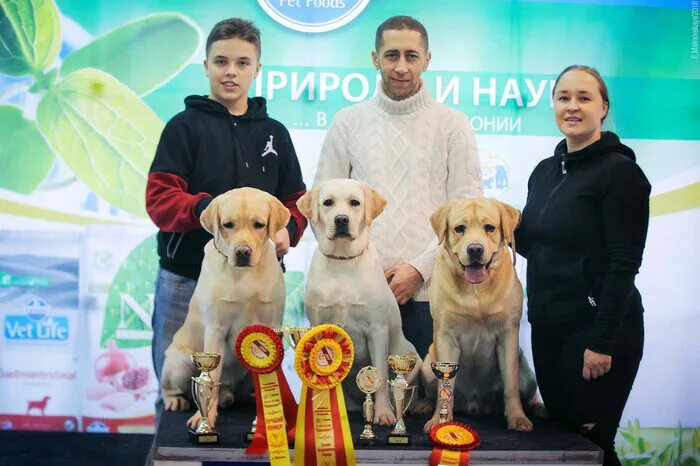 Питомник ретриверов в москве. Питомник ретриверов в москве