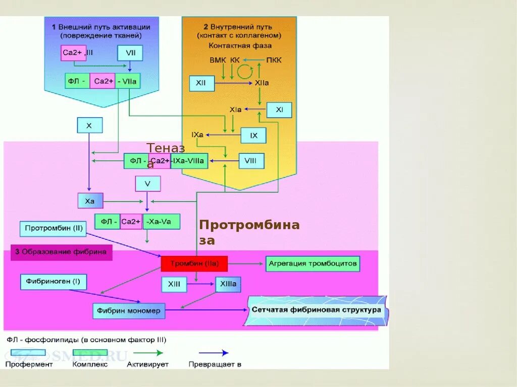 Коагуляционный механизм гемостаза схема. Внешний гемостаз. Внешний гемостаз. Схема свертывания крови образование сгустка. Этапы коагуляционного гемостаза схема.