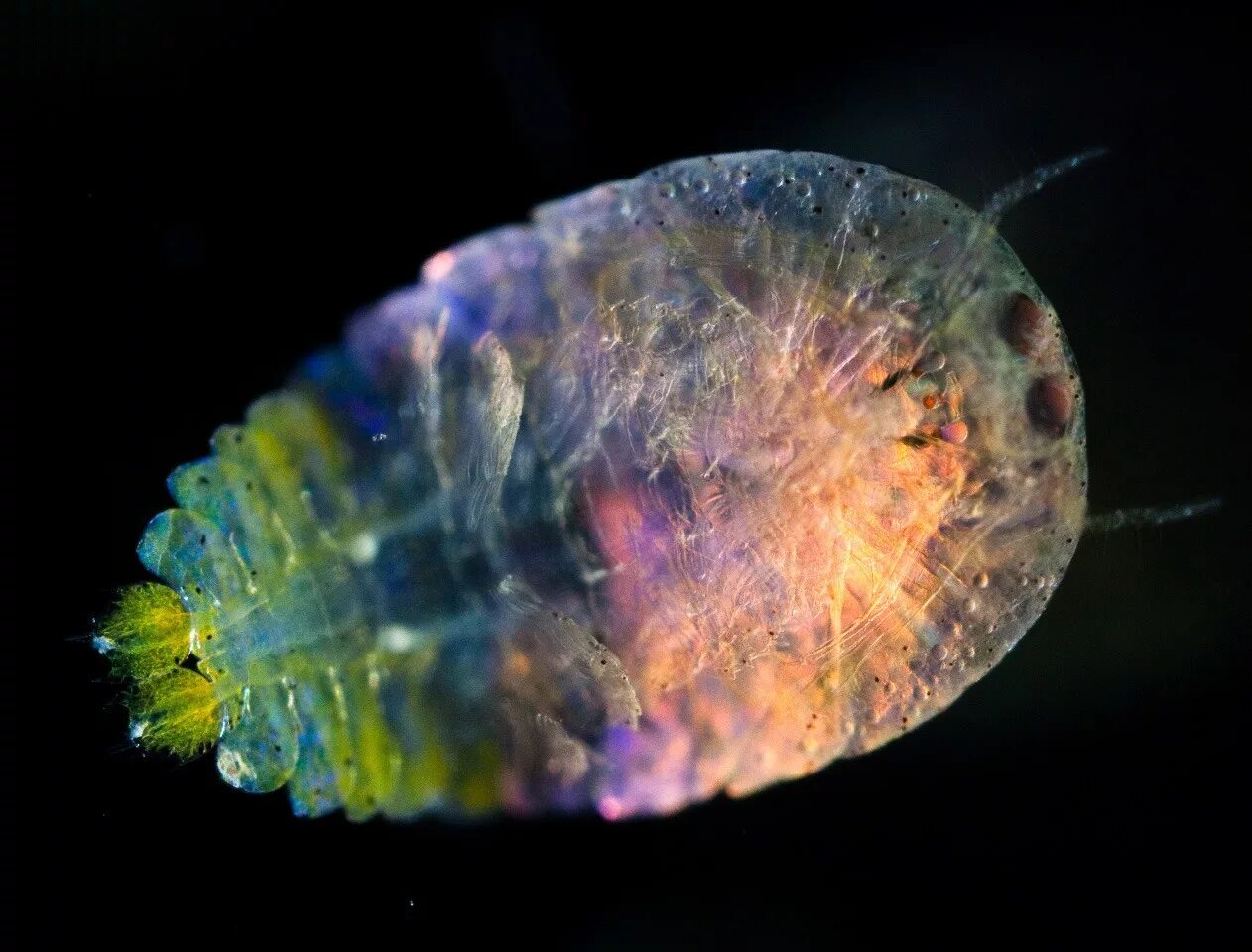 Фитопланктоном называют. Моллюски планктон. Океанический планктон. Макропланктон. Фитопланктон в океане.