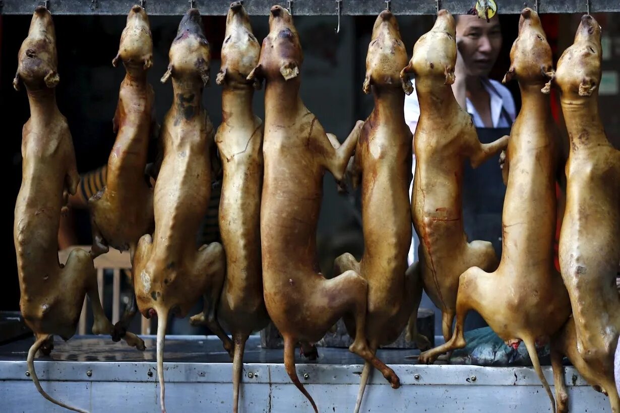 Фестиваль собачьего мяса в корее. Зачем собаки едят кошек. Зачем собаки едят кошек. Собачатина на рынке китая. Зачем собаки едят кошек.