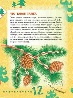 Текст про тайгу