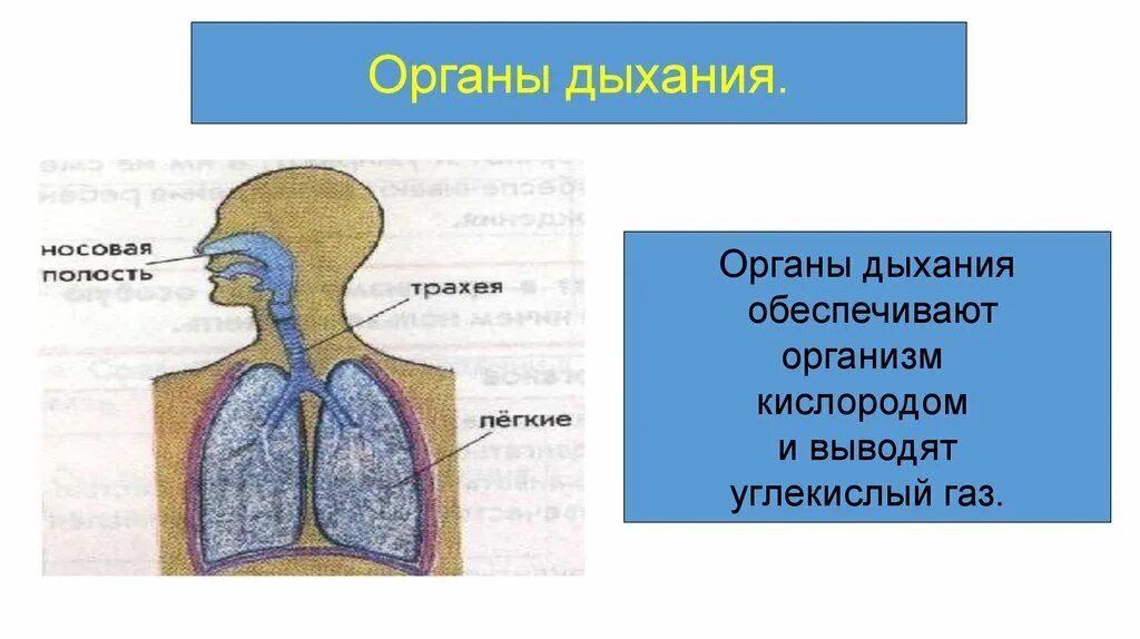 Органы обеспечивающие дыхание человека. Органы дыхания обеспечивают. Обеспечивает организм кислородом и выводят углекислый. Органы дыхания обеспечивают организм кислородом и избавляют от чего. Путь кислорода в организме носовая полость-.