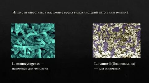 Морфология материала