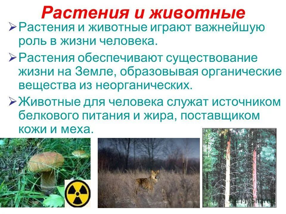 Роль растений и животных. Роль растений и животных
