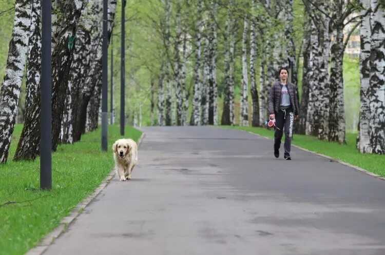 Погулять с собакой москва