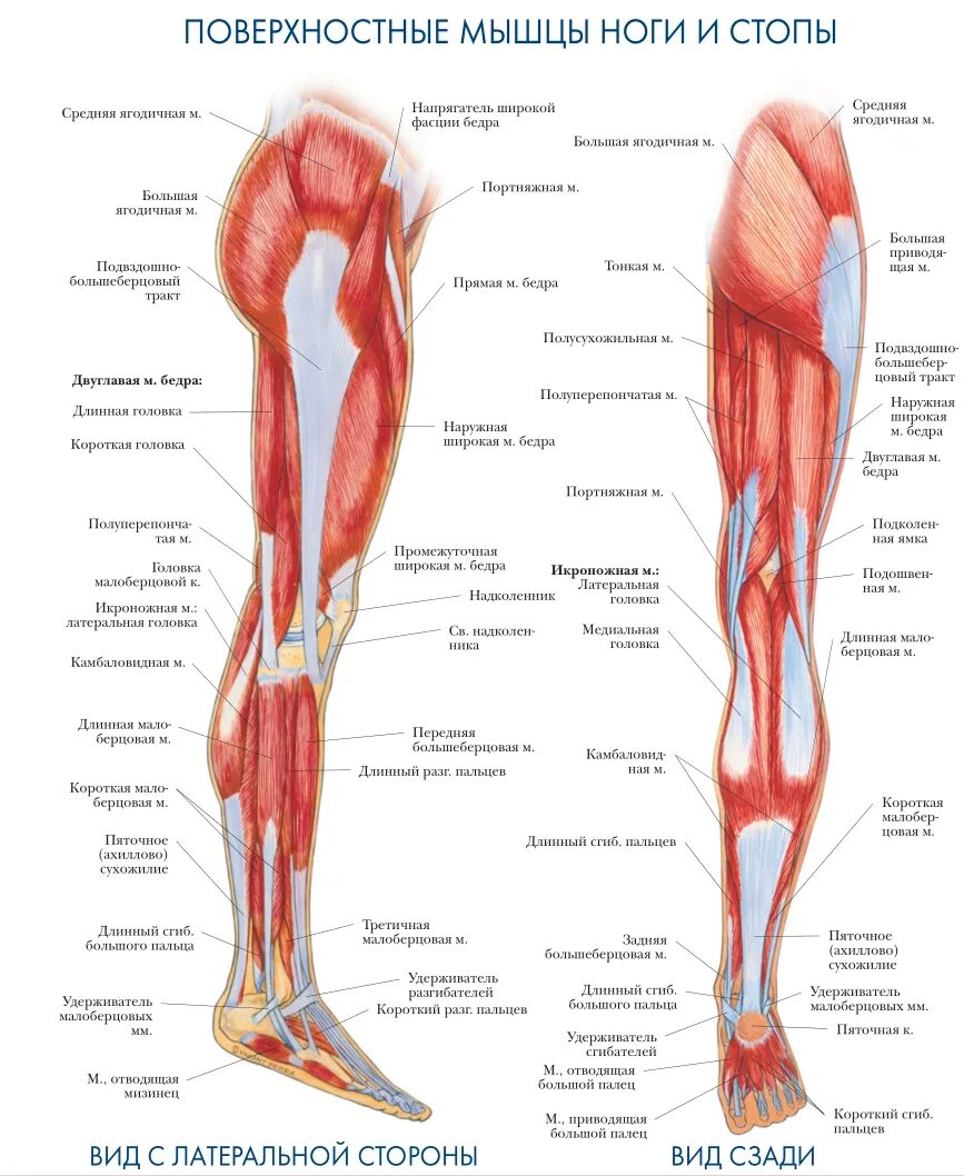 Строение мышц ноги спереди. Мышцы нижней конечности анатомия строение. Почему ногу назвали ногой