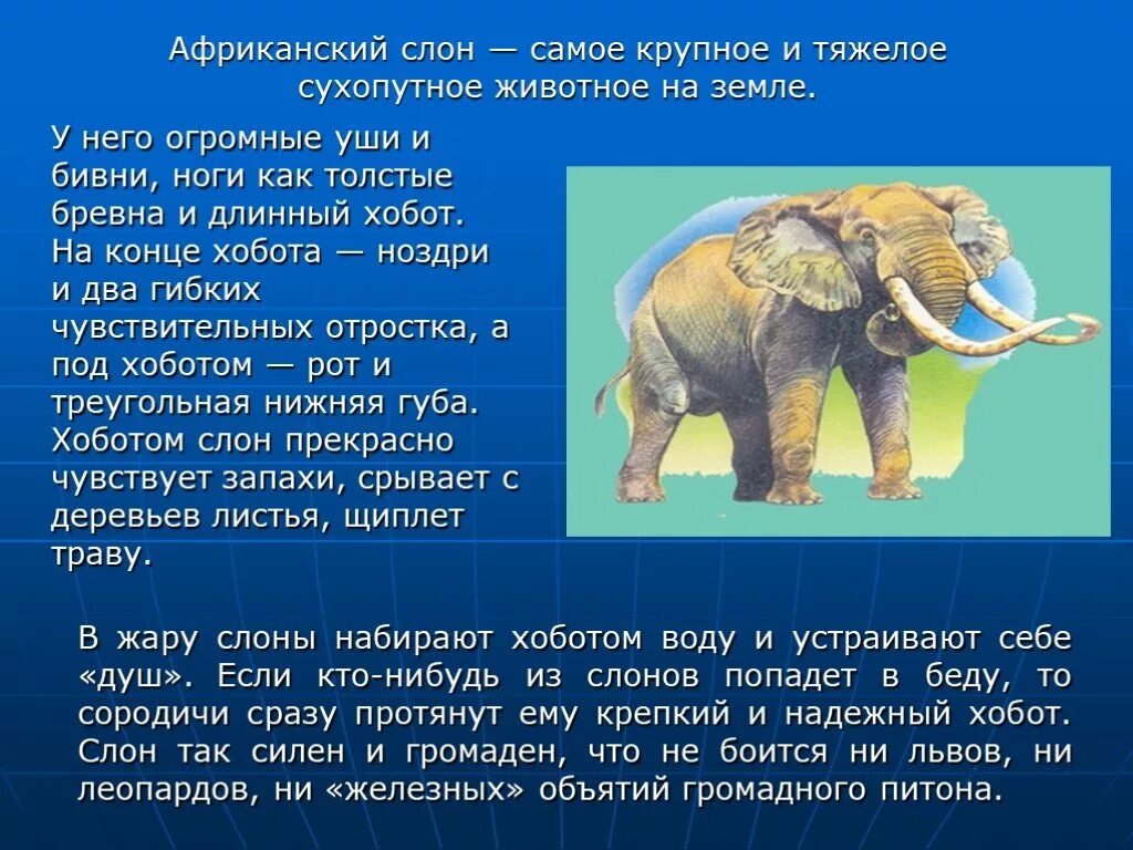 Описание слона. Слон : рассказы. Сообщение о слоне. Доклад о слонах.