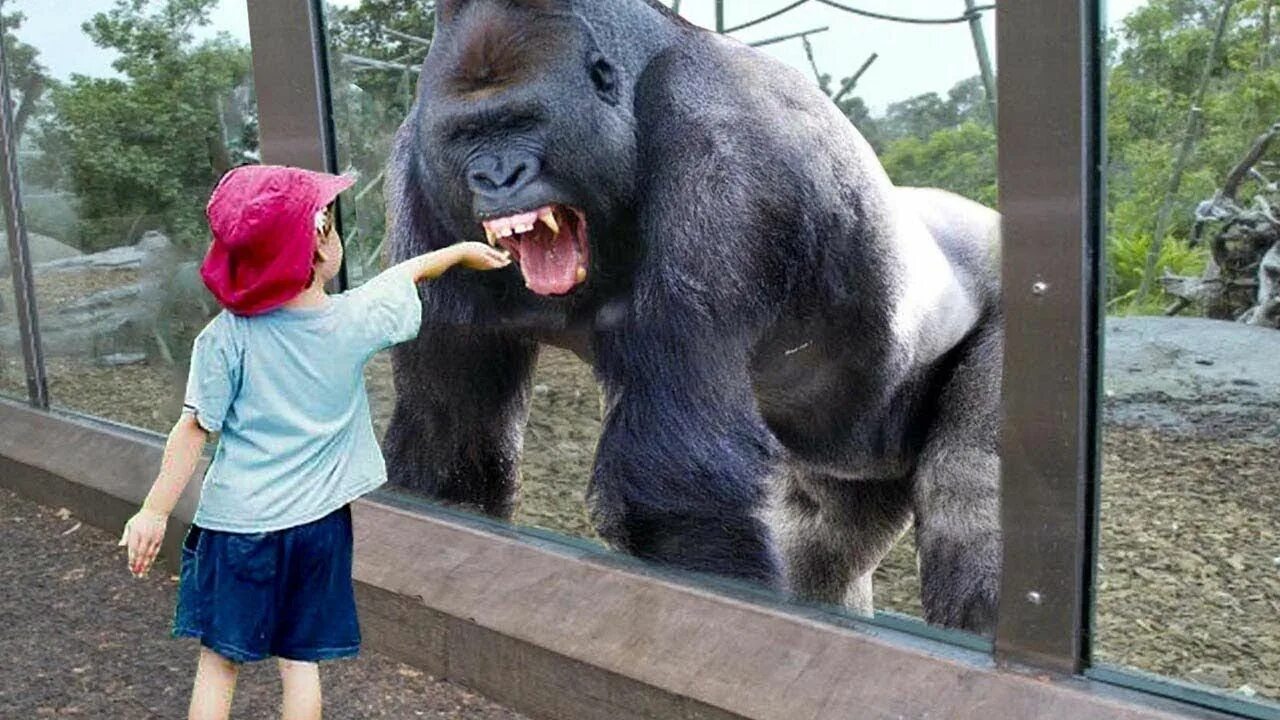 Угарные жирафы. Смешные животные в зоопарке. Панда фото. Человеческий зоопарк в бельгии. Берлинский зоопарк.