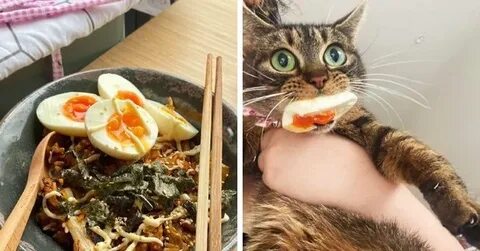 Кот поест
