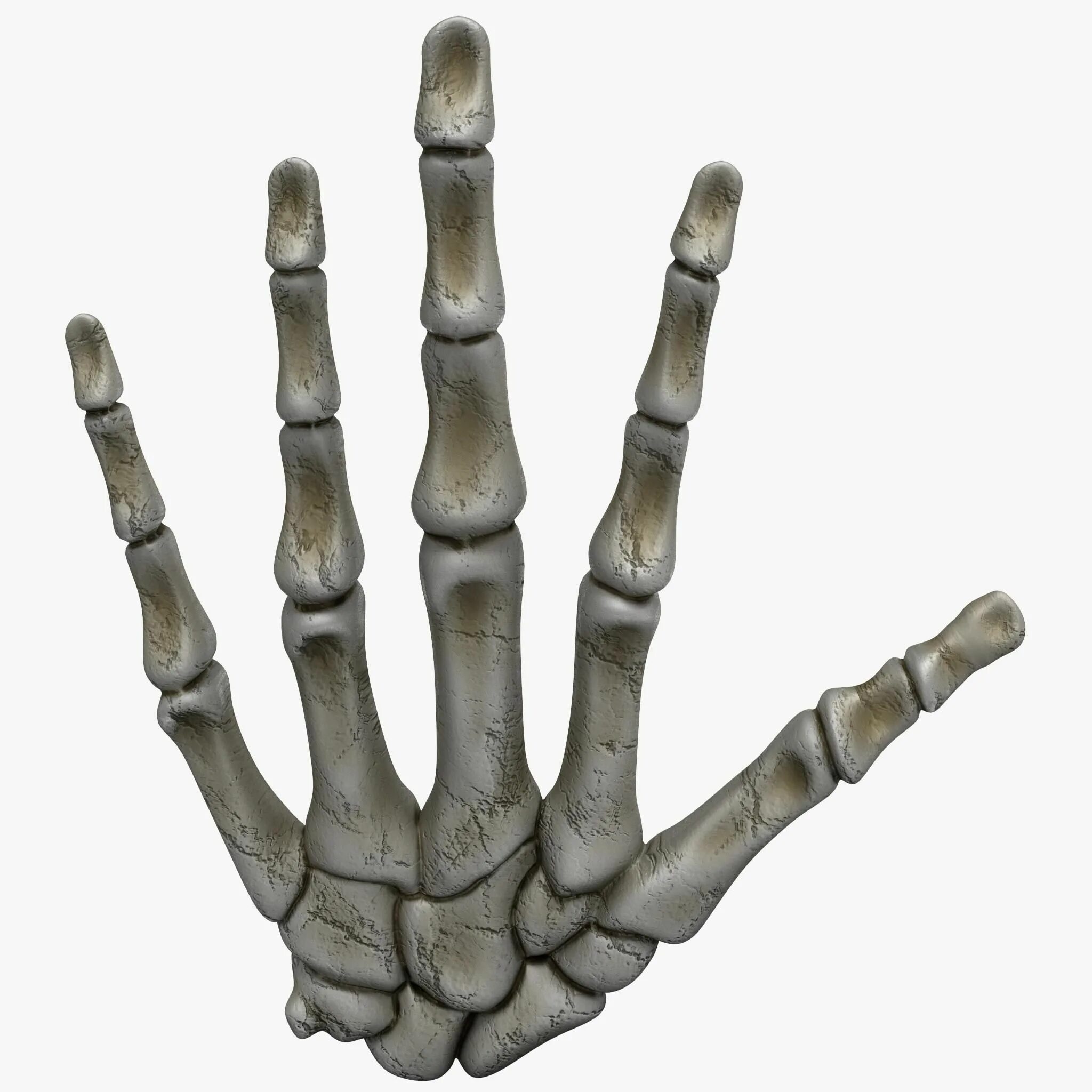 Скелет руки. Скелет кисти. Кости кисти 3д. Рука скелета модель. Hand bone