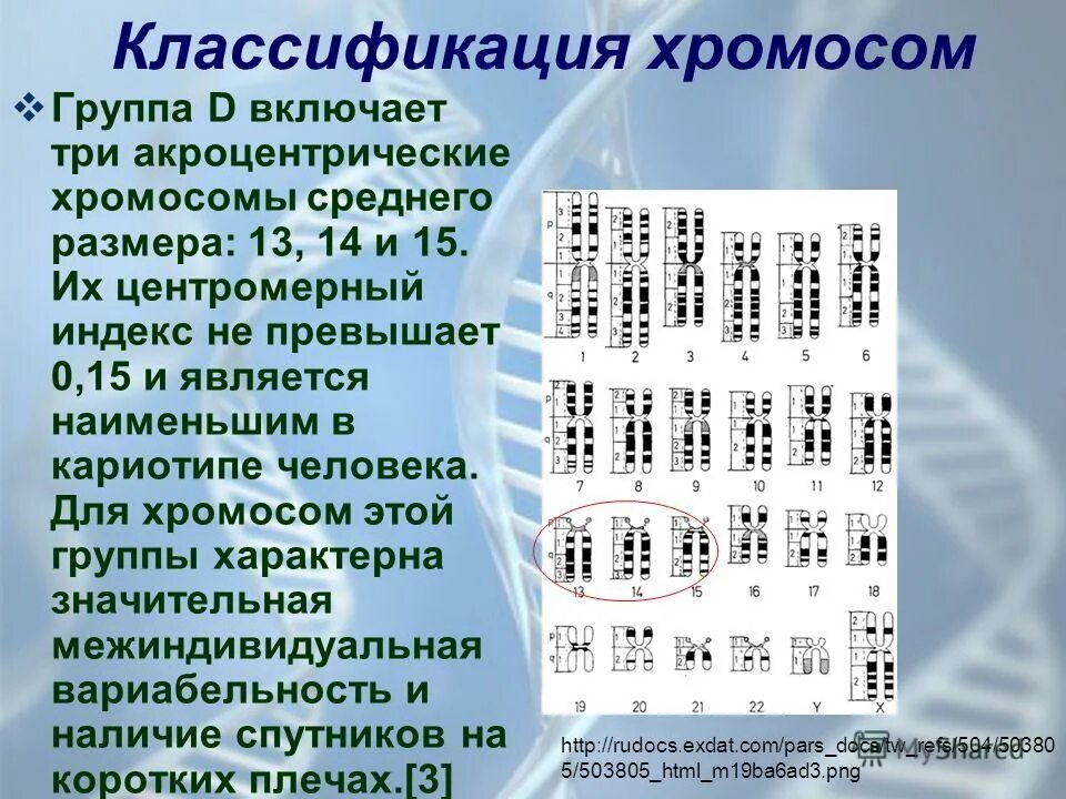 Введение в курс медицинской биологии. Структурно - функциональная организация кл