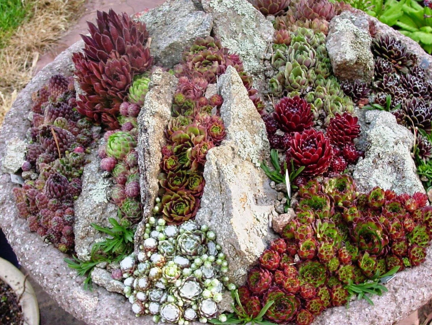 Как вырастить молодило. Молодило sempervivum cassiopea. альпийская живучка sempervivum. альпийская горка с каменной розой молодило. молодило живучка.