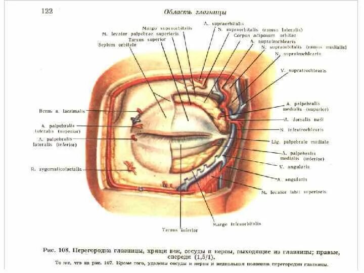 Сообщения глазницы. Глазничная перегородка анатомия. Послойная топография глазницы. Топографическая анатомия области глазницы стенки. Топография глазницы анатомия.