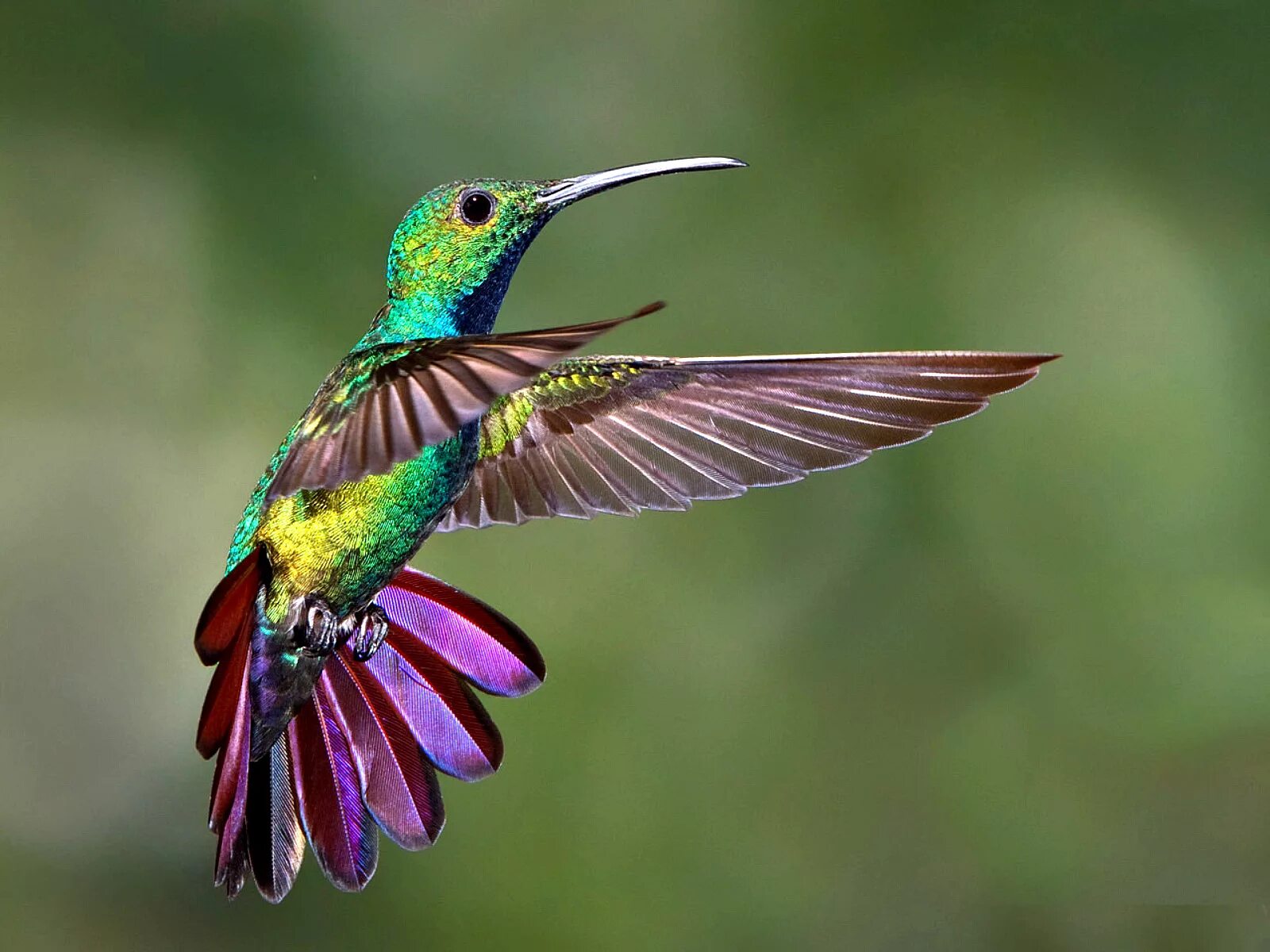 Красивые птички колибри. Колибри пурпурный саблекрыл. Птичка Колибри. Орлиноклювый Колибри Шри Ланка. Колибри Южной Америки.