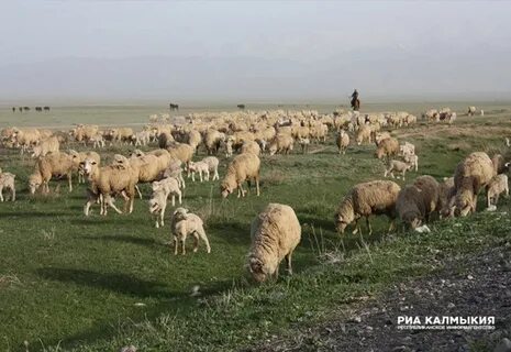 Скотоводство в степи