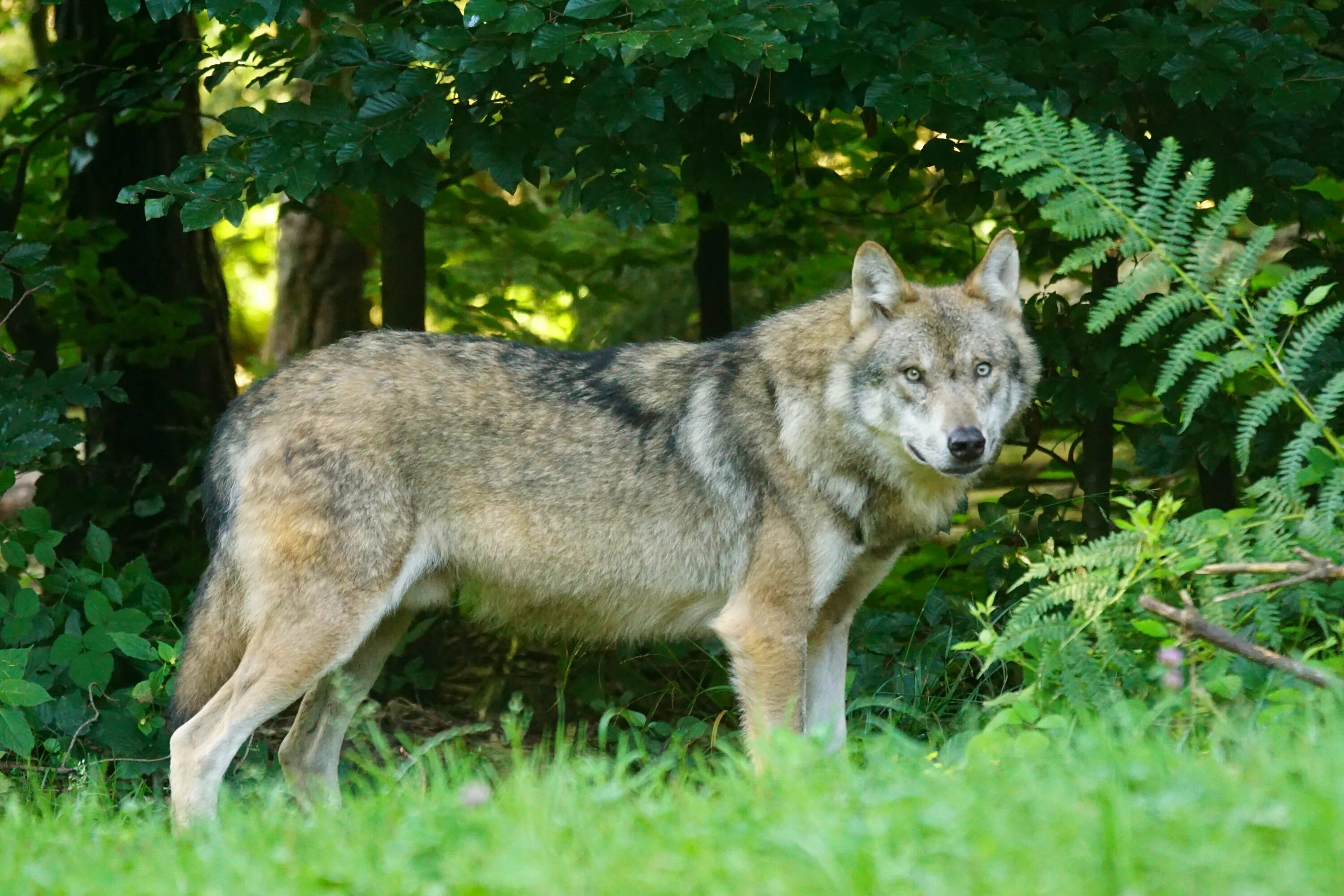 Волк canis Lupus. Волкособ. Макензийский волк. Волк серый обыкновенный.