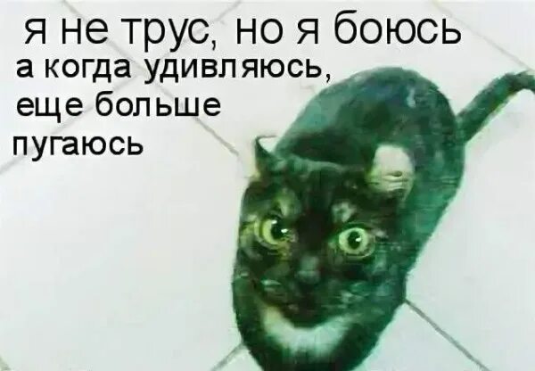Я не трус но я боюсь информатика. Я не трус но я боюсь. я конечно не трус но я боюсь. я не тру но я боюсь. я не трус но я боюсь. приколы.