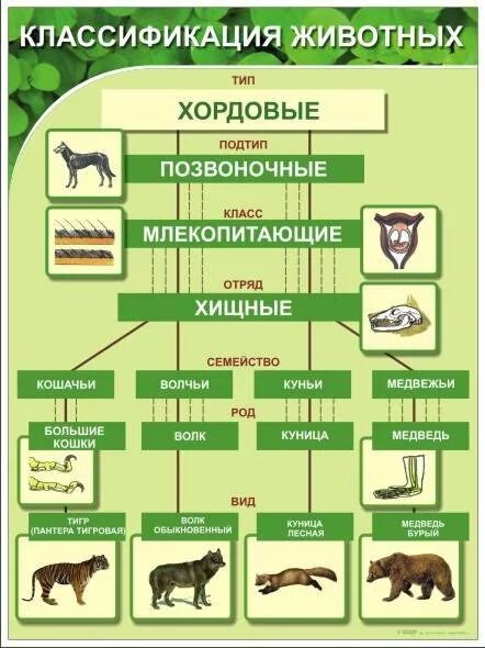 Животные 3 категории. Классификация животных 7 класс биология таблица. Систематика животных 7 класс биология. Систематика животных 7 класс биология таблица. Царство животных типы классы отряды семейства.