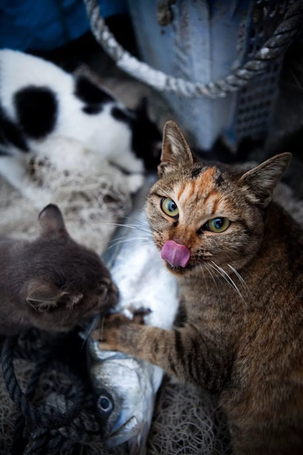 More cats