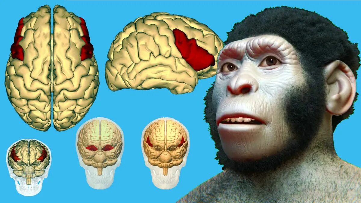 Мозг гориллы и человека. Размер мозга хомо сапиенс. Размер мозга.