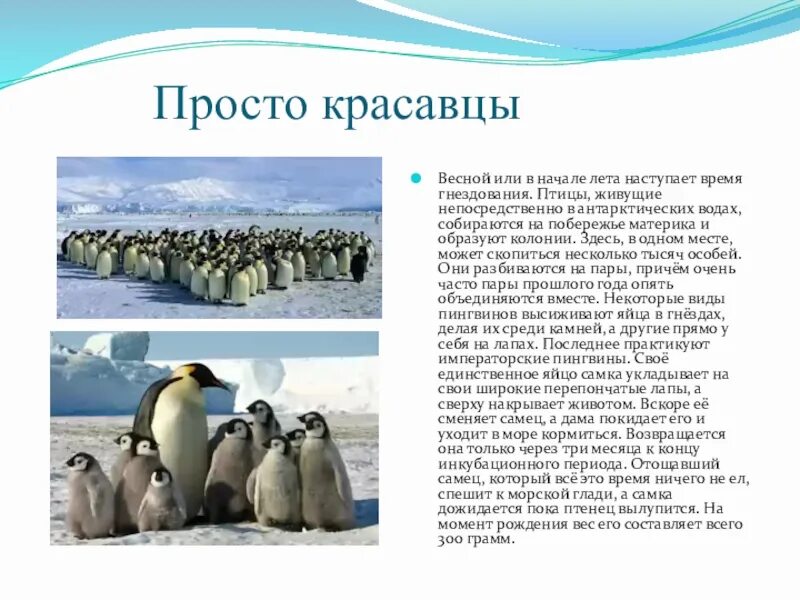 Сообщение о животных антарктиды. Животные Антарктиды презентация. Местные виды животных в Антарктиде. Животные Антарктиды 1 класс. Птицы Антарктиды презентация.