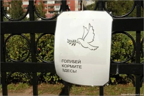 Объявление голубей