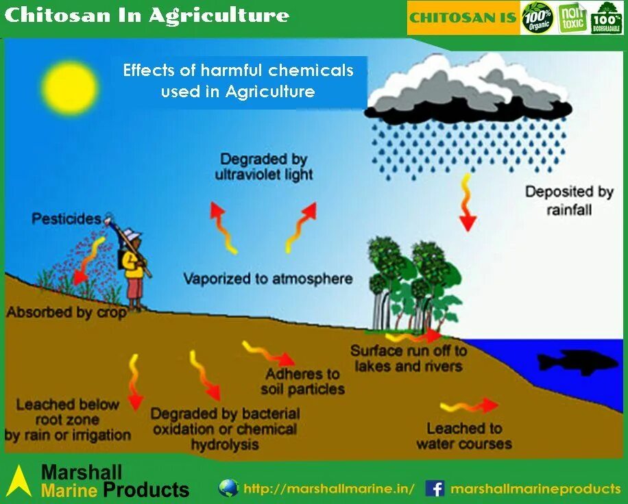 The pesticide Cycle. Water in Soil. Chemical pollution of the environment. Air Water Soil pollution.