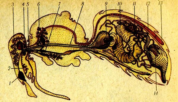 Отделы тела пчелы медоносной. Пищеварительная система пчелы медоносной. Строение пчелы зобик. Гипофарингеальные железы пчелы. Внутренний организм пчелы.