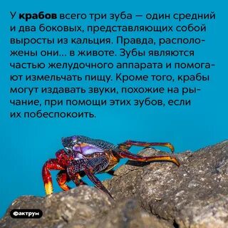 Какое имя носил краб