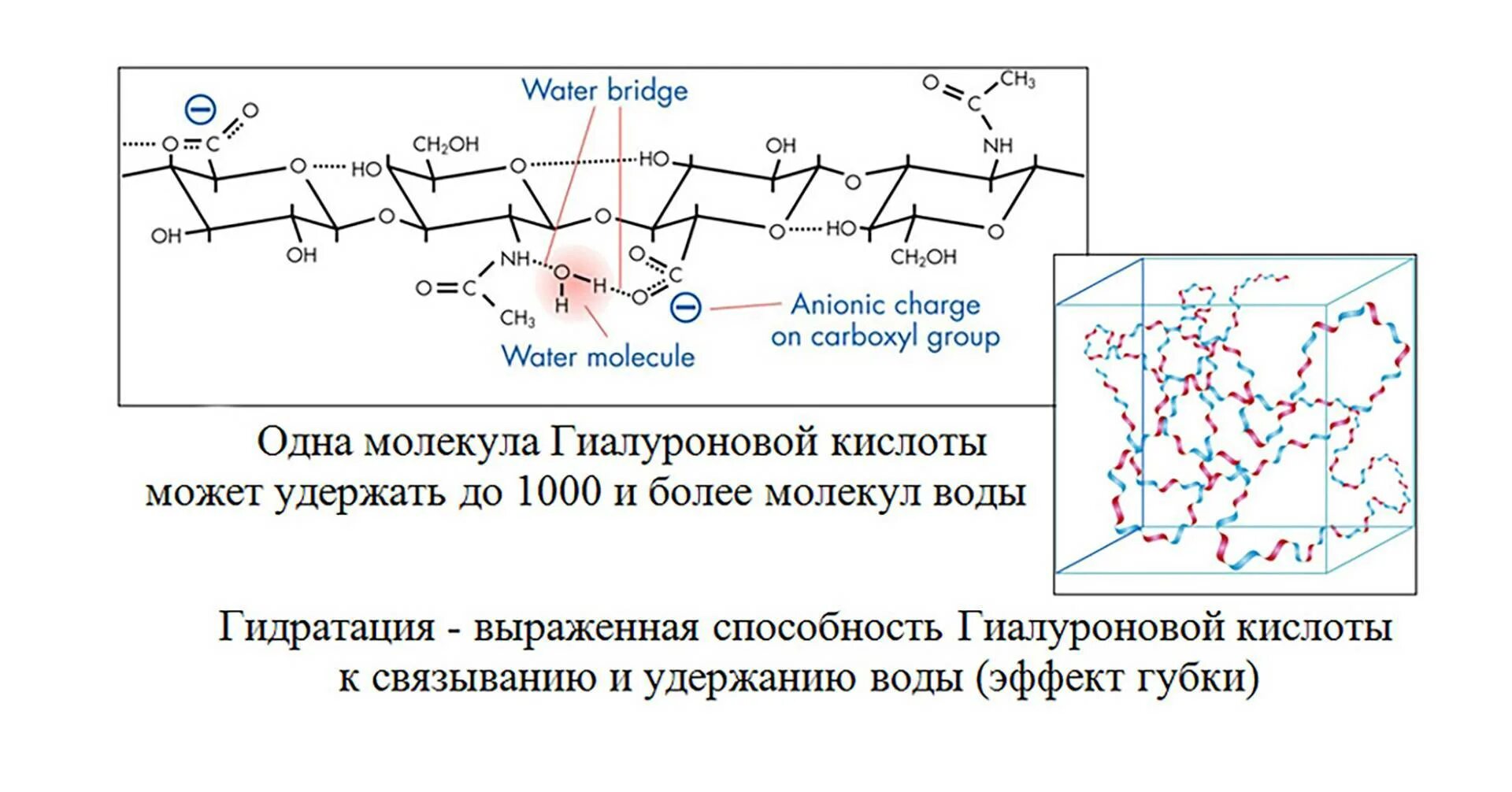 Способ применения гиалуроновой кислоты. Биодеградация гиалуроновой кислоты. низкомолекулярная гиалуроновая кислота структура. низкомолекулярная гиалуроновая кислота формула. строение фрагмента гиалуроновой кислоты.