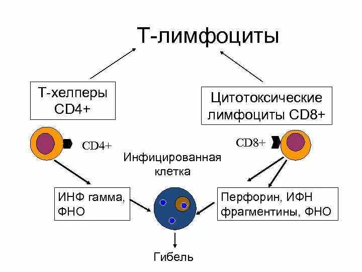 Функции cd4+ т лимфоцитов. Cd4+ лимфоциты. Cd8 т лимфоциты. Cd4+ т-лимфоциты-хелперы. Действия лимфоцитов