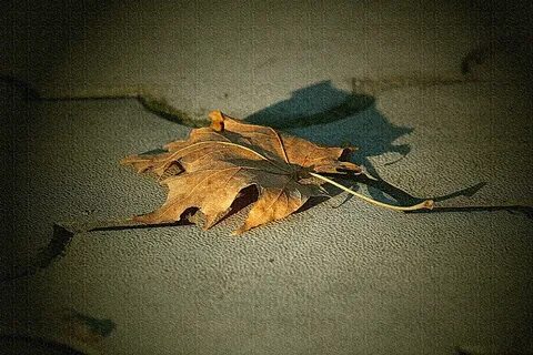 Музыка опадающих листьев