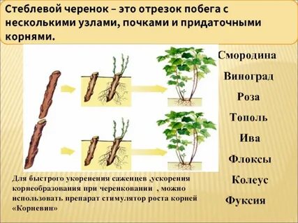 Виды черенков растений