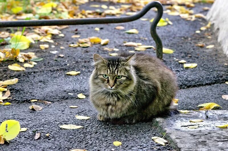 Парк котов. Кот в парке. Осень кот в парке. Главный кот.