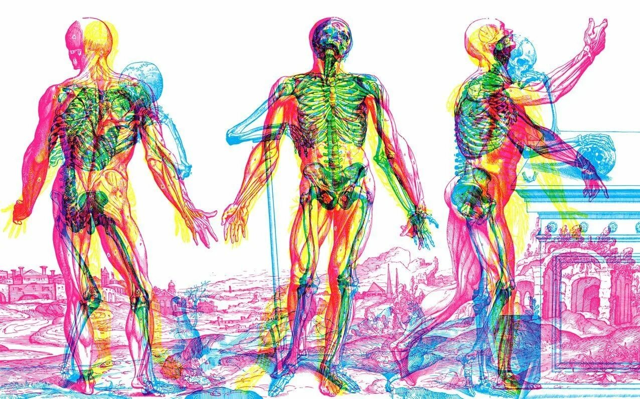 Анатомия фон. Тело человека. Анатомическая картина человека. Анатомия человека обои.