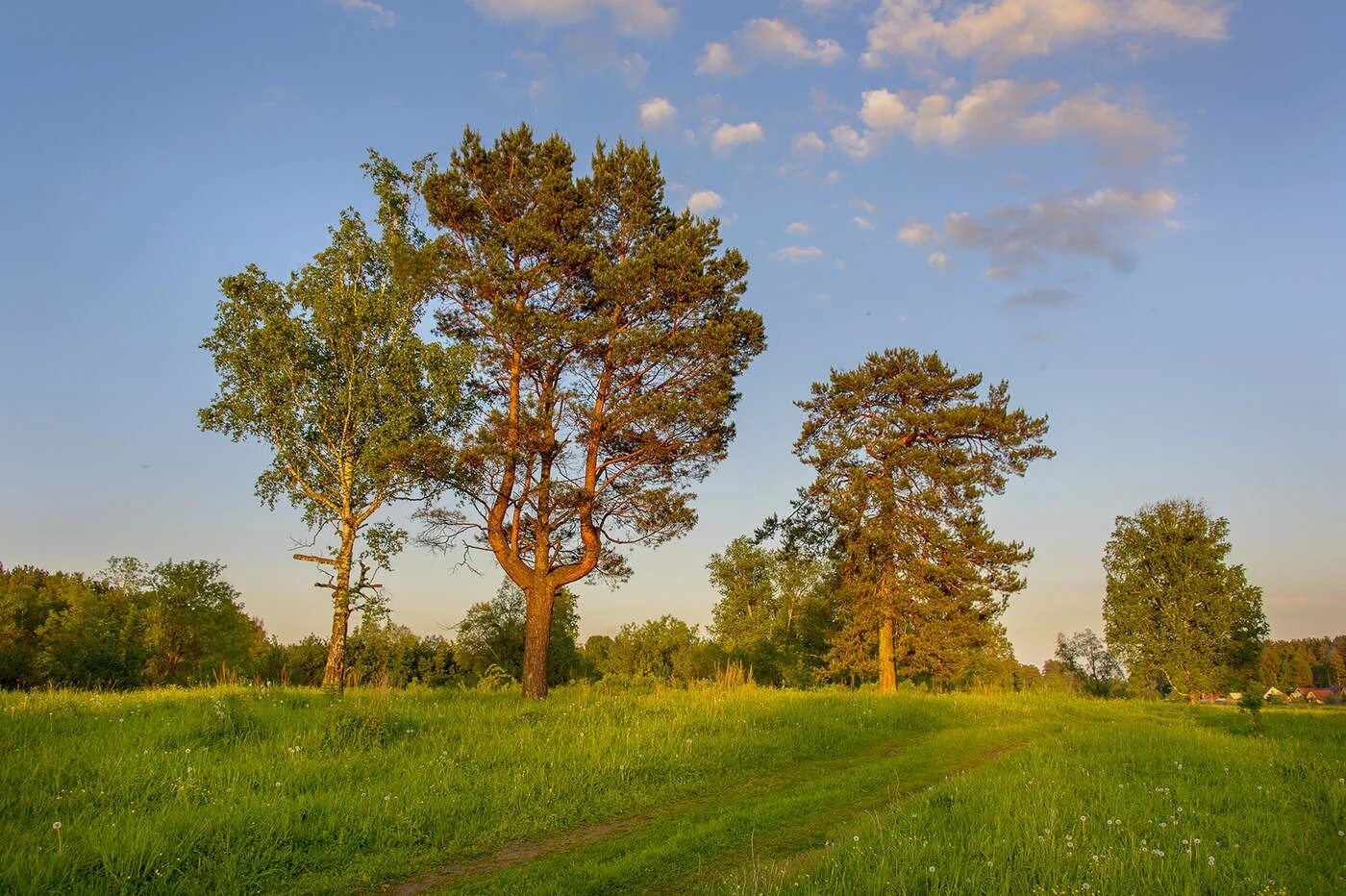 Могильная сосна приморский край. Уромская сосна костромская область. Дерево. Реликтовая сосна в удмуртии. Каштаны в павловском парке.