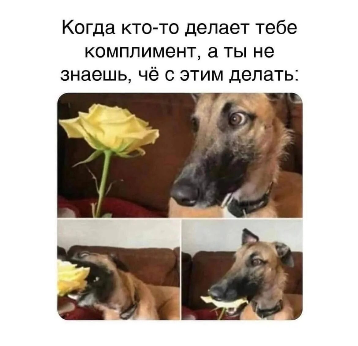 My favorite pet. Комплименты собаке. Комплименты собаке. Прикольные цветы. Коврик buro bu-m40089.