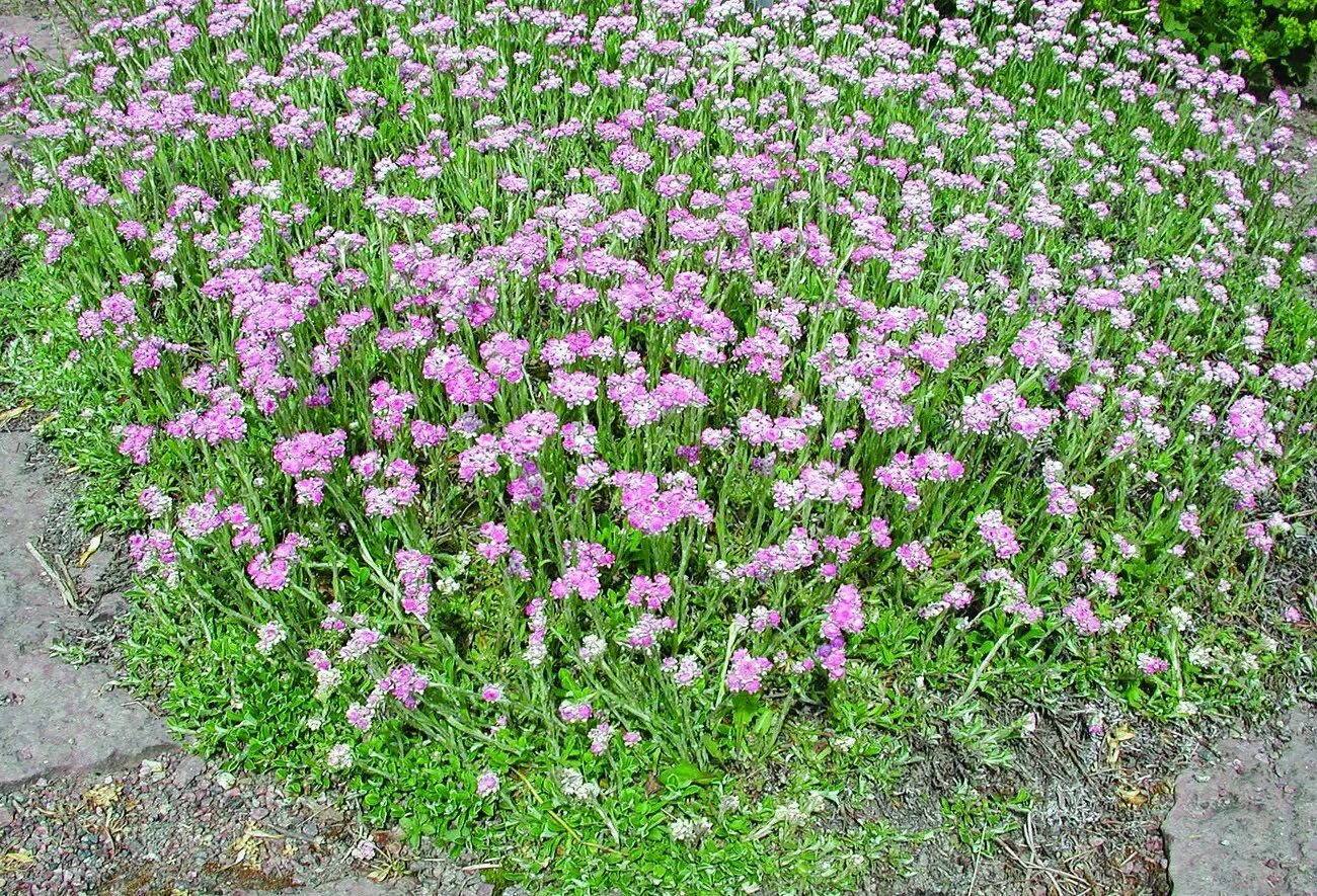 Rosy Everlasting, Rosy Pussytoes: Antennaria rosea (Synonyms: Antennaria acumina