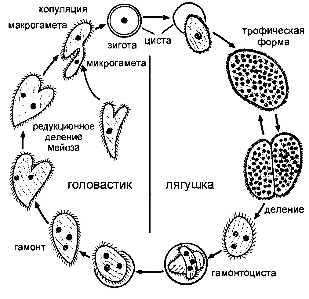 Стадии жизненного цикла цисты