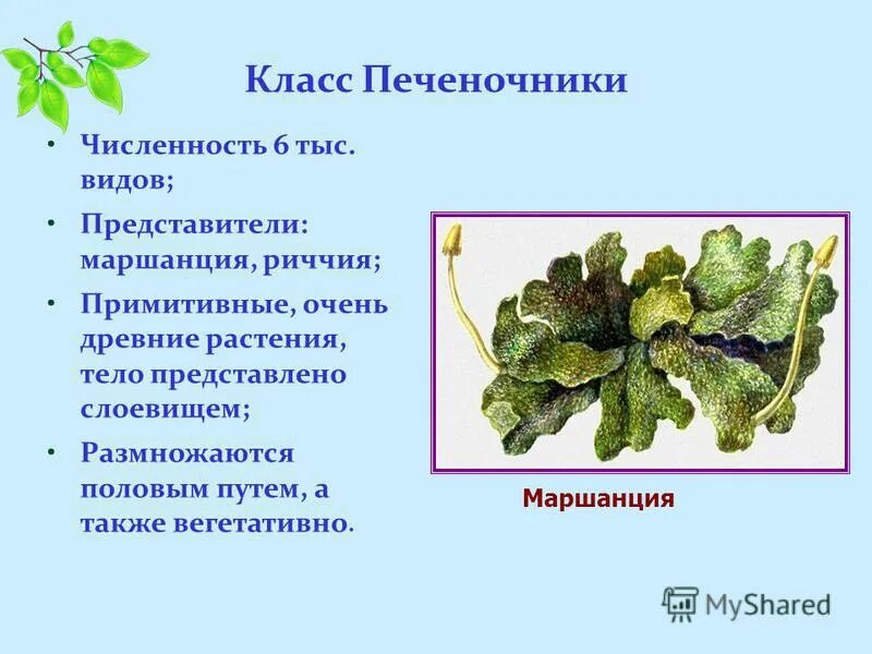 Маршанция значение в природе. Маршанция значение в природе