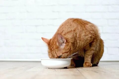 Кошка пустая