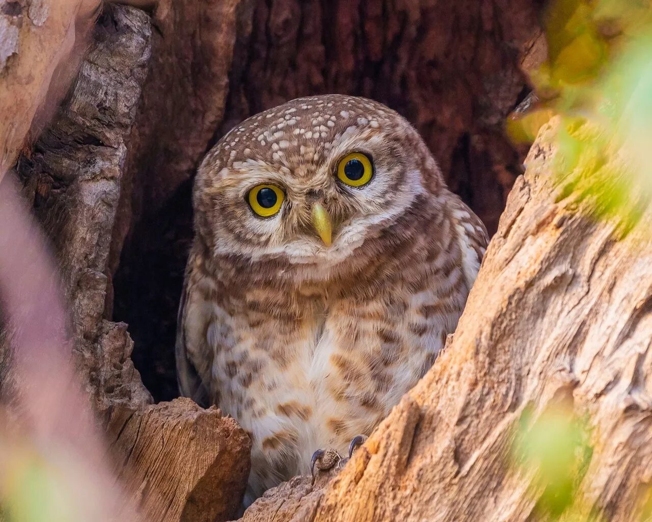 Джунглевый воробьиный сыч. Воробьиный сыч в дупле. Сыч seunghun. Сычик гном. Воробьиные сычи воробьиные сычи.