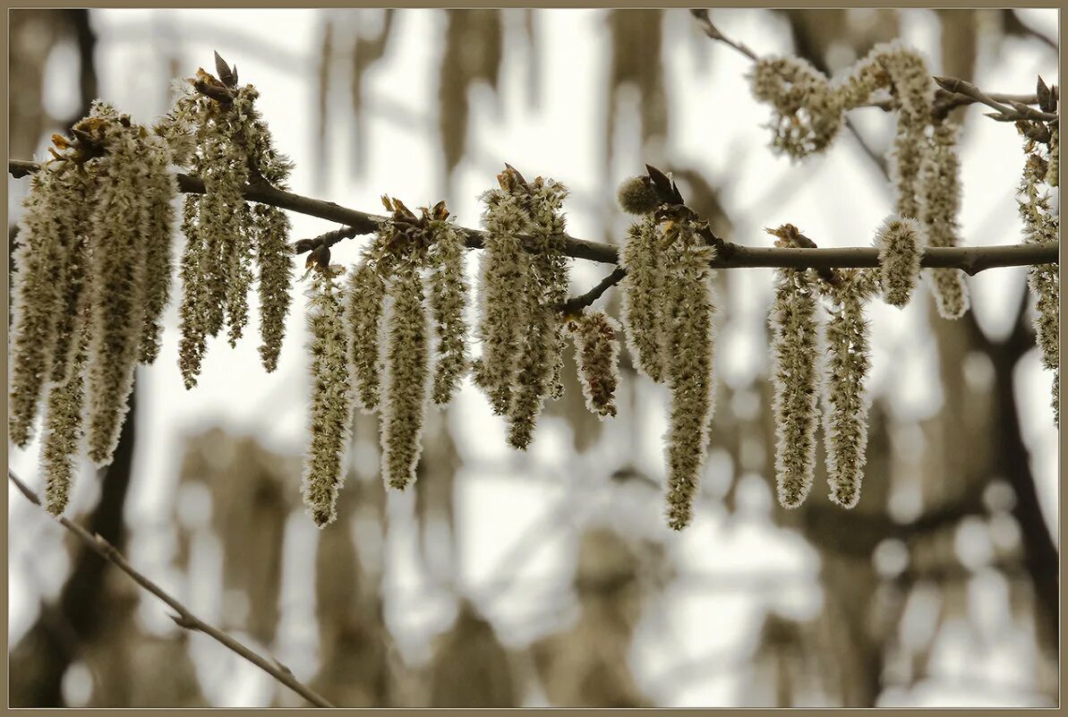 деревья выбросив пушистые сережки приукрасились зеленой. дерево с длинными сережками. дерево с сережками. соцветие ольхи. березовые сережки.