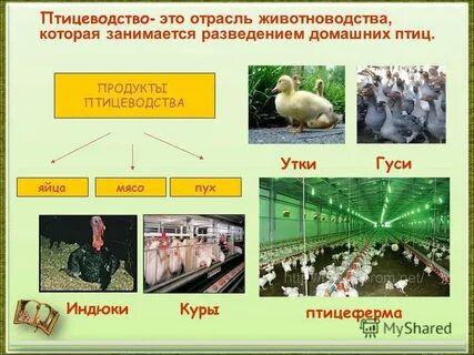 Птицеводство 4 класс