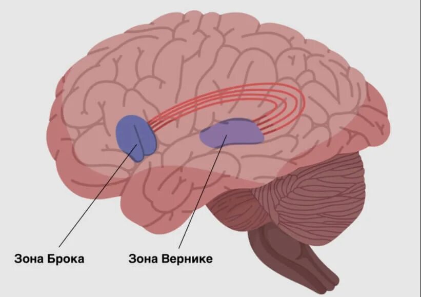 Центр речи в мозге человека. Зона Брока и зона Вернике. Зона Вернике в мозге. Зона Брока и Вернике восприятие. Мозг зоны Брока и Вернике.