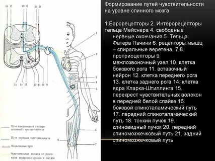 Поверхностная чувствительность