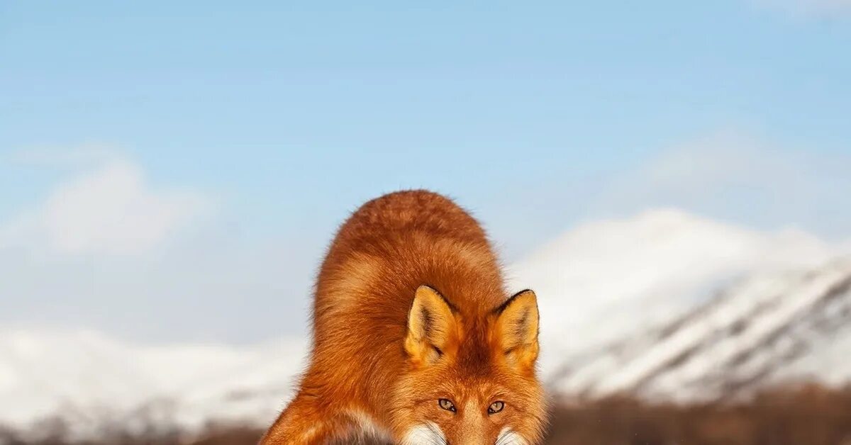 Лиса. Рыжая лиса. Обыкновенная лисица. Рыжие лисы.